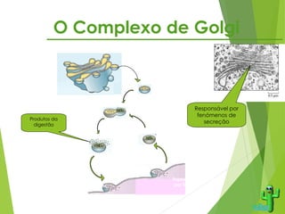 O Complexo de Golgi
Responsável por
fenómenos de
secreção
Produtos da
digestão
Lisossoma secundário
Lisossoma primário
fagossoma
Vesícula de exocitose
Ingestão de partículas
por fagocitose
 