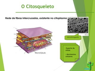 O Citosqueleto
Mitocôndria
Microfilamentos
Microtúbulo
Filamentos
Intermediários
RER
Ribossomas
Membrana
plamática
Membrana
plamática
Microfotografia
•Suporte da
célula
• Movimentos
celulares
Rede de fibras intercruzadas, existente no citoplasma
 