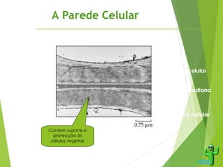 A Parede Celular
Parede celular
Lamela mediana
Espaço
intercelular
Membrana
plasmática
Parede celular
Confere suporte e
protecção às
células vegetais
 