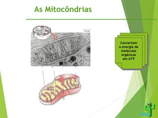 As Mitocôndrias
Matriz Cristas Membrana
Interna
Membrana
Externa
Convertem
a energia de
moléculas
orgânicas
em ATP
 