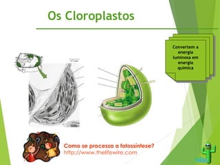 Os Cloroplastos
Dupla
membrana
Tilacóides
Granum
Estroma
Membrana
Interna
Membrana
Externa
Convertem a
energia
luminosa em
energia
química
Como se processa a fotossíntese?
http://www.thelifewire.com
 