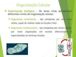 Organização Celular
 Organização biológica – Os seres vivos apresentam
diferentes níveis de organização celular.
 Organismos unicelulares – são compostos por uma única
célula, capaz de realizar todas as funções vitais
 Organismos multicelulares – são compostos por várias células,
por vezes organizadas em tecidos diferenciados e
especializadas em diversas funções
 