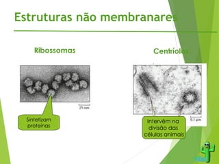 Estruturas não membranares
Sintetizam
proteínas
Ribossomas
Intervêm na
divisão das
células animais
Centríolos
 