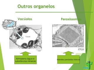 Outros organelos
Peroxissomas
Vacúolos
Armazena água e
substâncias minerais
Hidrolisa peróxidos tóxicos
 