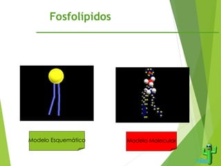 Fosfolípidos
Modelo Esquemático Modelo Molecular
 