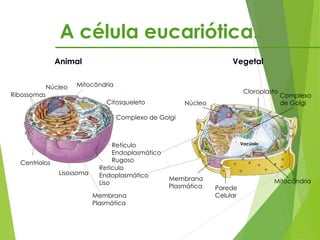 A célula eucariótica.
Animal Vegetal
Núcleo
Ribossomas
Mitocôndria
Retículo
Endoplasmático
Rugoso
Lisossoma
Centríolos
Retículo
Endoplasmático
Liso
Membrana
Plasmática
Citosqueleto
Complexo de Golgi
Vacúolo
Complexo
de Golgi
Cloroplasto
Núcleo
Membrana
Plasmática Parede
Celular
Mitocôndria
 