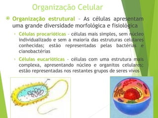 Organização Celular
 Organização estrutural – As células apresentam
uma grande diversidade morfológica e fisiológica
› Células procarióticas – células mais simples, sem núcleo
individualizado e sem a maioria das estruturas celulares
conhecidas; estão representadas pelas bactérias e
cianobactérias
› Células eucarióticas – células com uma estrutura mais
complexa, apresentando núcleo e organitos celulares;
estão representadas nos restantes grupos de seres vivos
 