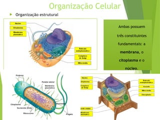 Organização Celular
 Organização estrutural
Ambas possuem
três constituintes
fundamentais: a
membrana, o
citoplasma e o
núcleo.
 