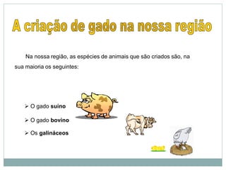 Na nossa região, as espécies de animais que são criados são, na
sua maioria os seguintes:
 Os galináceos
 O gado bovino
 O gado suíno
 