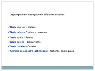 O gado pode ser distinguido em diferentes espécies:
Gado caprino – Cabras
Gado ovino – Ovelhas e carneiros
Gado suíno – Porcos
Gado bovino – Bois e vacas
Gado cavalar – Cavalos
Animais de capoeira (galináceos) – Galinhas, perus, patos
 