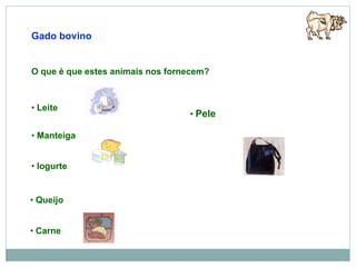 Gado bovino
• Carne
• Queijo
• Iogurte
• Manteiga
• Leite
O que é que estes animais nos fornecem?
• Pele
 