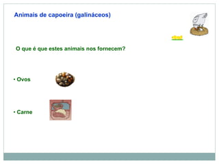 Animais de capoeira (galináceos) O que é que estes animais nos fornecem? Carne Ovos 