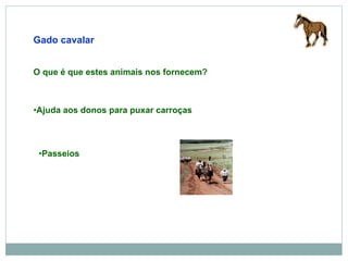 Gado cavalar Passeios Ajuda aos donos para puxar carroças O que é que estes animais nos fornecem? 