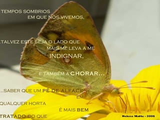 Nestes tempos sombrios  em que nós vivemos, ...talvez este seja o lado que  mais me leva a me  indignar, ...saber que um  pé de alface ,  em qualquer horta  é mais  bem tratado  do que  os meus filhos. e também a  chorar... 