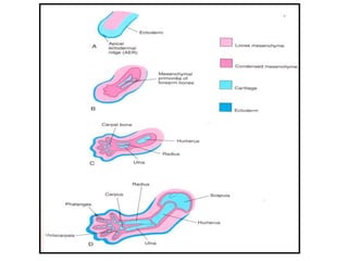 A-Development_of_Upper_Limb-16-12-14.ppt