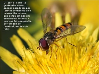 O  certo  seria  a gente não sofrer, apenas agradecer por termos conhecido uma pessoa tão bacana, que gerou em nós um sentimento intenso e que nos fez companhia por um tempo razoável, um tempo  feliz. 