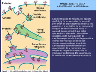 Las membranas del retículo, del aparato
de Golgi y de las vesículas de secreción
presentan los oligosacáridos (unidos a las
proteínas o a los lípidos de su membrana)
situados en la cara interna, hacia la
cavidad, lo que permitirá que estos
queden hacia el exterior, formando el
glicocálix, de la nueva porción de
membrana que se añadirá a la plasmática
cuando las vesículas de secreción
viertan su contenido por exocitosis.
La exocitosis es un mecanismo de
regeneración de la membrana que
compensa las pérdidas que sufre la
misma por endocitosis. De esta manera,
la membrana se recicla constantemente.
MANTENIMIENTO DE LA
ASIMETRÍA DE LA MEMBRANA
 