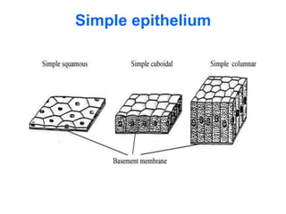 Simple Epitheluim Shape A-Epithelial_tissue1-16-12-14.pdf