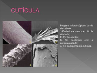 Imagens Microscópicas do fio
de cabelo:
1-Fio hidratado com a cutícula
alinhada;
2- Pontas duplas;
3- Fio danificado com a
cutículas aberta;
4- Fio com perda da cutícula.
 