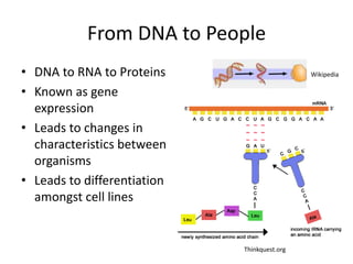 From DNA to People<br />DNA to RNA to Proteins<br />Known as gene expression<br />Leads to changes in characteristics betw...