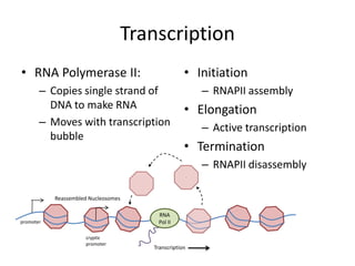 Transcription<br />RNA Polymerase II:<br />Copies single strand of DNA to make RNA <br />Moves with transcription bubble<b...