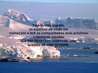Porém, vida ingrata,  os espinhos de cada um  começam a ferir os companheiros mais próximos, justamente aqueles  que lhes forneciam mais calor vital,  questão de vida ou morte.   