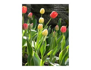 Autumn Rhapsody
Photo by Muchiu (Henry) Chang
Lac Pink, Gatineau Park, Quebec
October 9, 2011
 