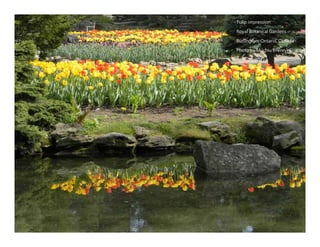 Autumn Rhapsody
Photo by Muchiu (Henry) Chang
Lac Pink, Gatineau Park, Quebec
October 9, 2011
 