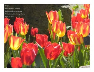 Autumn Rhapsody
Photo by Muchiu (Henry) Chang
Lac Pink, Gatineau Park, Quebec
October 9, 2011
 