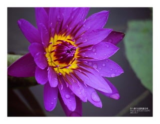 Autumn Rhapsody
Photo by Muchiu (Henry) Chang
Lac Pink, Gatineau Park, Quebec
October 9, 2011
 