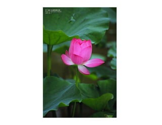 Autumn Rhapsody
Photo by Muchiu (Henry) Chang
Lac Pink, Gatineau Park, Quebec
October 9, 2011
 