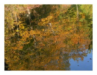 Impression of Autumn
Photo by Muchiu (Henry) Chang
Lac Pink, Gatineau Park, Quebec
October 9, 2011
 