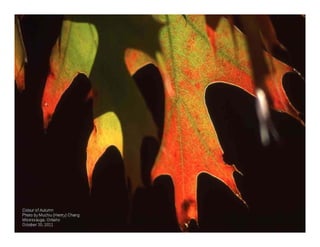 Colour of Autumn
Photo by Muchiu (Henry) Chang
Mississauga, Ontario
October 30, 2011
 