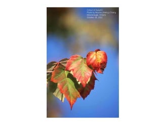 Colour of Autumn
Photo by Muchiu (Henry) Chang
Mississauga, Ontario
October 30, 2011
 