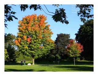 Colour of Autumn
Photo by Muchiu (Henry) Chang
Mississauga, Ontario
October 30, 2011
 