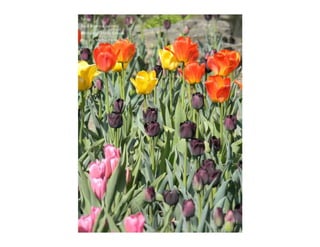 Autumn Rhapsody
Photo by Muchiu (Henry) Chang
Lac Pink, Gatineau Park, Quebec
October 9, 2011
 