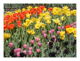 Autumn Rhapsody
Photo by Muchiu (Henry) Chang
Lac Pink, Gatineau Park, Quebec
October 9, 2011
 
