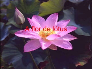 A flor de lótus 