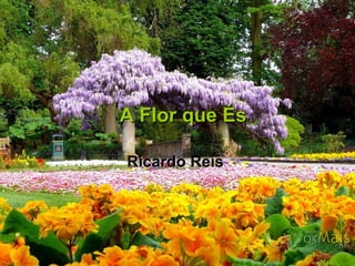 A Flor que És Ricardo Reis   