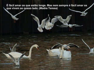 É fácil amar os que estão longe. Mas nem sempre é fácil amar os que vivem ao nosso lado. (Madre Teresa) 