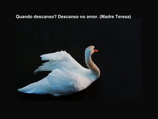 Quando descanso? Descanso no amor. (Madre Teresa) 