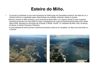 Esteiro do Miño. O carrizal é considerado un dos máis importantes de Galicia pola súa diversidade ecoloxica. Na ribeira do río, o piñeiral conforma un agradable paseo mesturándose cos carballos, sobreiras, xestas ou acacias. Ademais o Esteiro do Miño pertence a zona protexida do Baixo Miño, e é o espazo natural ca maior superficie protexida da comarca con case 3000 ha, baixo a catalogación de Lugar de ImportanciaComunitaria (LIC), Rede Natura 2000. Abrangue os municipios de A Guarda, O Rosal, Tomiño, Tui, Salvaterra de Miño, Arbo, As Neves, As Neves, A Cañiza, Crecente e Pedrenda. A horizontalidade do terreo permite a existencia de prados ó lado de río navegable, con illas como ade Goián ou a Canosa. 