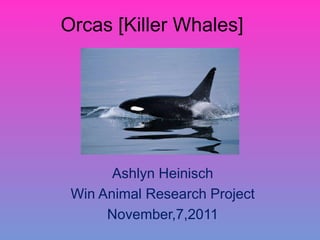 Orcas [Killer Whales]




       Ashlyn Heinisch
 Win Animal Research Project
      November,7,2011
 