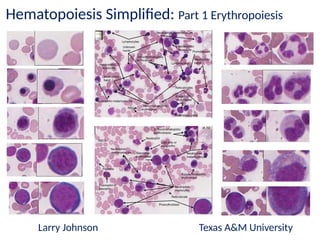 Comprehensive Overview of Hematopoiesis: Erythropoiesis and ...
