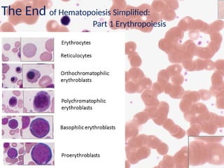 Comprehensive Overview of Hematopoiesis: Erythropoiesis and ...