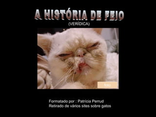 A HISTÓRIA DE FEIO (VERÍDICA) Formatado por : Patrícia Perrud Retirado de vários sites sobre gatos foto 