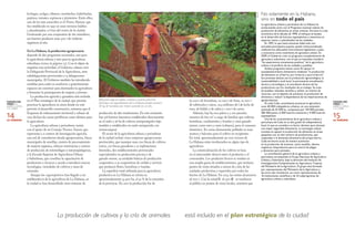 r
CIUDADES MÁS
VERDES EN
AMÉRICA LATINA
Y EL CARIBE
CIUDADES MÁS
VERDES EN
AMÉRICA LATINA
Y EL CARIBE
LA HABANA LA HABANA
14 15
63 000 t de hortalizas, 20 000 t de fruta, 10 000 t
de tubérculos y raíces, 10,5 millones de l de leche de
vaca, de búfalo y de cabra y 1 700 t de carne.
Además, hay 89 000 patios y 5 100 parcelas
menores de 800 m2 a cargo de familias que cultivan
hortalizas, condimentos y frutales y crían ganado
menor, como aves y cuyes (cobayos), para el consumo
doméstico. En zonas densamente pobladas se usan
azoteas y balcones para el cultivo en recipientes.
En total, aproximadamente 90 000 vecinos de
La Habana están involucrados en algún tipo de
agricultura.
La comercialización de los cultivos se basa
en el intercambio directo entre el productor y el
consumidor. Los productos frescos se venden en
una amplia gama de establecimientos, que incluyen
puntos de venta situados a menos de 5 km de las
unidades productivas y repartidos por todos los
barrios de La Habana. En 2013, las ventas alcanzaron
58 000 t. Casi la mitad Ð 26 500 tÐ se vendieron
al público en puntos de venta locales, mientras que
está incluida en el plan estratégico de la ciudad
lechugas, acelgas, rábanos, remolachas, habichuelas,
pepinos, tomates, espinacas y pimientos. Entre ellos,
uno de los más conocidos es el Vivero Alamar, que
fue establecido en 1997 en unos terrenos baldíos
y abandonados, a 8 km del centro de la ciudad.
Gestionado por una cooperativa de 180 miembros,
sus huertos producen unas 300 t de verduras
orgánicas al año.
En La Habana, la producción agropecuaria
depende de dos programas nacionales, uno para
la agricultura urbana y otro para la agricultura
suburbana (véase la página 15). Con el objeto de
impulsar esta actividad, el Gobierno cubano creó
la Delegación Provincial de la Agricultura, siete
subdelegaciones provinciales y 15 delegaciones
municipales. El Gobierno también ha introducido
medidas para ceder en usufructo y gratuitamente
espacios sin construir para destinarlos la agricultura
y fomentar la participación de mujeres y jóvenes.
La producción agrícola y ganadera está incluida
en el Plan estratégico de la ciudad, que permite
practicar la agricultura en áreas donde no esté
previsto el desarrollo constructivo, mientras que el
Esquema de ordenamiento territorial y urbano de
2013 declara las zonas periféricas como idóneas para
la agricultura.
La agricultura urbana y periurbana cuenta
con el apoyo de un Consejo Técnico Asesor, que
representa a 11 centros de investigación agrícola,
una red de consultorios tienda agropecuarios, fincas
municipales de semillas, centros de procesamiento
de materia orgánica, clínicas veterinarias y centros
de producción de entomófagos y entomopatógenos,
y la Escuela Superior de Agricultura Urbana
y Suburbana, que coordina la capacitación de
productores y técnicos y ayuda a introducir nuevas
tecnologías, variedades de cultivos y razas de
animales.
Aunque los organopónicos han llegado a ser
emblemáticos de la agricultura de La Habana, en
la ciudad se han desarrollado otros sistemas de
producción de alto rendimiento. En este momento
hay 318 huertos intensivos establecidos directamente
en el suelo y 38 ha de cultivos semiprotegidos bajo
tendales y establecidos en suelo enriquecido con
vermicompost.
El sector de la agricultura urbana y periurbana
de la ciudad incluye cinco empresas agropecuarias
provinciales, que manejan unas 700 fincas de cultivos
varios, 170 fincas ganaderas y 27 explotaciones
forestales, dos establecimientos provinciales
especializados en producción porcina y de
ganado menor, 29 unidades básicas de producción
cooperativa, y 91 cooperativas de crédito y servicio
que producen flores, hortalizas y viandas.
La superficie total utilizada para la agricultura
productiva en La Habana se estima en
aproximadamente 35 900 ha, el 50 % de la extensión
de la provincia. En 2012 la producción fue de
INIFAT
Aplicando riego por goteo, compost y buenas prácticas
hortícolas, los organopónicos de La Habana pueden producir
20 kg de hortalizas por metro cuadrado en un año.
La producción de cultivos y la cría de animales
No solamente en la Habana,
sino en todo el país
La agricultura urbana y periurbana de La Habana ha
evolucionado junto con el Programa nacional cubano de
producción de alimentos en áreas urbanas. Durante la crisis
económica de la década de 1990, el enfoque se basaba
en el desarrollo de huertos organopónicos e intensivos en
espacios vacíos o subutilizados de las ciudades.
En 1997, lo que hasta entonces había sido una
actividad participativa popular quedó institucionalizada
mediante los adecuados instrumentos legislativos y pasó
a conocerse como movimiento de agricultura urbana. En
2009, el Gobierno creó un programa complementario de
agricultura suburbana, con el que se intentaba transferir
“las experiencias sumamente positivas” de la agricultura
urbana a la periferia de las ciudades y pueblos.
Ambos programas tienen como fin apoyar el
autoabastecimiento alimentario mediante “la producción
de alimentos en el barrio, por el barrio y para el barrio”.
Sus premisas básicas son la producción agroecológica, la
sustentabilidad a nivel local, la permanente actualización
técnica y tecnológica y la vinculación directa de los
productores con los resultados de su trabajo. Se trata
de emplear métodos sencillos y utilizar un mínimo de
recursos, con el objetivo de aumentar la producción de
alimentos y reducir la dependencia de las importaciones de
agroproductos.
En toda Cuba, actualmente practican la agricultura
unos 40 000 trabajadores urbanos, en una extensión
estimada de 33 500 ha, compuesta por 145 000 parcelas,
385 000 patios, 6 400 huertos intensivos y 4 000 huertos
organopónicos.
Una de las características de la agricultura urbana y
periurbana de Cuba es su alto grado de independencia
local, lo que se considera un factor decisivo para alcanzar
una mayor seguridad alimentaria. La estrategia cubana
consiste en apoyar la producción de alimentos en áreas
pequeñas con un alto número de productores, que
responden a la demanda alimentaria del propio barrio.
Cada territorio actúa de manera autónoma
en la producción de insumos, como semillas, abonos
orgánicos, bioproductos para el control de plagas
y alimentos para animales.
La coordinación general de la agricultura urbana y
periurbana corresponde al Grupo Nacional de Agricultura
Urbana y Suburbana, bajo la dirección del Instituto de
Investigaciones Fundamentales en Agricultura Tropical,
del Ministerio de la Agricultura. El grupo está formado
por representantes del Ministerio de la Agricultura y
de otros seis ministerios, así como representantes de
16 instituciones científicas y de 53 subprogramas de
agricultura urbana y suburbana.
 