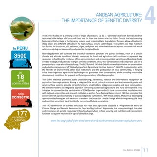 ANDEAN AGRICULTURE: 
THE IMPORTANCE OF GENETIC DIVERSITY 
CSA SUCCESS STORIES 11 
In PERU 
3500 families 
in 18 rural 
communities 
help 
conserve 
177 varieties of 
potatoes 
The Central Andes are a primary centre of origin of potatoes. Up to 177 varieties have been domesticated for 
centuries in the valleys of Cusco and Puno, not far from the famous Macchu Pichu. One of the most amazing 
features of this heritage is the terracing system used to control land degradation. Terraces allow cultivation in 
steep slopes and different altitudes in the high plateau, around Lake Titicaca. The system also helps maintain 
soil fertility. In the canals, silt, sediment, algae, and plant and animal residues decay into a nutrient-rich muck 
which can be dug out seasonally and added to the raised beds. 
Nowadays farmers still cultivate the colourful traditional potatoes and quinoa varieties, each for a special 
climate and altitude condition. Genetic resources for food and agriculture will continue to represent key 
resources for building the resilience of this agro-ecosystem and providing suitable varieties and breeding stocks 
needed to adapt production to changing climatic conditions. Thus, their conservation and sustainable use are a 
prerequisite to cope with climate change. The GEF funded, FAO-led Global Partnership Initiative on conservation 
and adaptive management of “Globally Important Agricultural Heritage Systems” (GIAHS), in coordination with 
the Ministry of Environment, other local institutions and the participation of local communities, is helping 
value these ingenious agricultural technologies to guarantee their conservation, while providing sustainable 
development conditions for present and future generations of Andean peoples. 
The GIAHS Initiative promotes public understanding, awareness, national and international recognition of 
Agricultural Heritage systems. Aiming to safeguard the social, cultural, economic and environmental goods and 
services these systems provide to family farmers, smallholders, indigenous peoples and local communities, 
the initiative fosters an integrated approach combining sustainable agriculture and rural development. This 
initiative has counted on the participation of 3500 families organized in 18 rural communities. In collaboration 
with national universities and research institutes as well as Puno Regional Government, FAO has promoted the 
conservation of agro-biodiversity of quinoa and potato cultivations. With these actions, FAO aims at developing 
appropriate technologies and measures to address the impact of climate change while strengthening the food 
and nutrition security of local families for current and future generations. 
The FAO Commission on Genetic Resources for Food and Agriculture adopted a “Programme of Work on 
Climate Change and Genetic Resources for Food and Agriculture” to promote the understanding of the roles 
and importance of genetic resources for food and agriculture in food security and nutrition and in ecosystem 
function and system resilience in light of climate change. 
www.fao.org/giahs/giahs-sites/central-and-south-america/andean-agriculture-peru 
4 
 