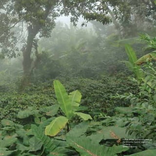 Coffee shrubs and banana trees in 
the Kihamba layered vegetation, 
Tanzania 
©FAO/D.Boerma 
 