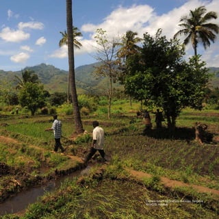 Climate-Smart Agriculture in Kiroka, Tanzania 
©FAO/D. Hayduk 
CSA SUCCESS STORIES 3 
 